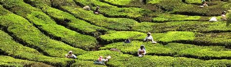 Kerala Tea Plantation | TripCompanion Tours