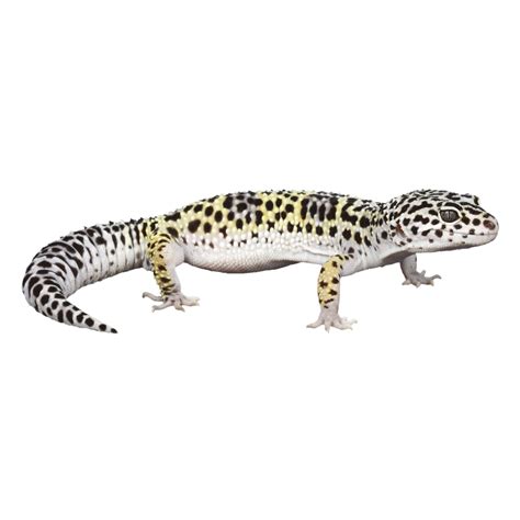 Leopard Gecko for Sale - Live Pet Reptiles | PetSmart