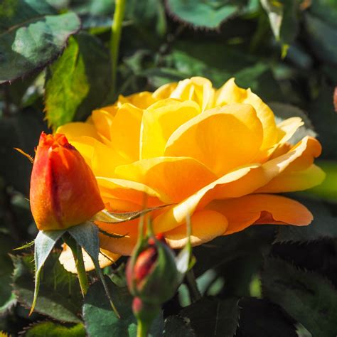 Patricia Rose Yellow Hybrid Tea Rose Style Roses