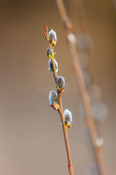 Blossoming Buds Of Pussy Willow On Branches In The Spring Forest At