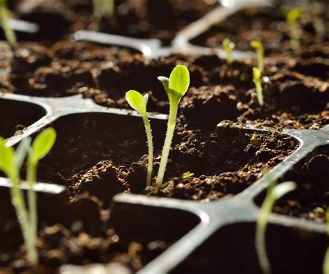 How to sow seeds indoors: tips from a professional gardener | Homes ...