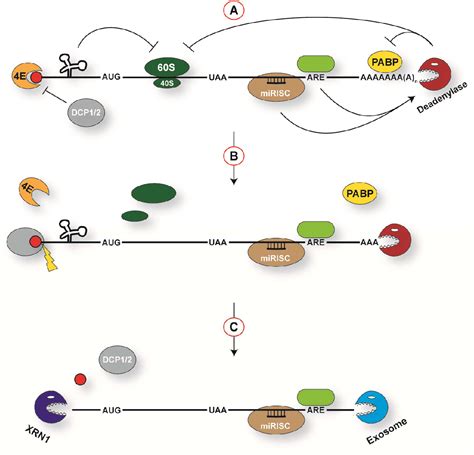 Figure 1 From The Functions Of Y Box Binding Proteins In Caenorhabditis