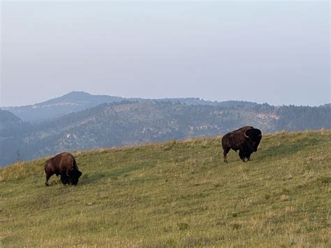 South Dakota Guided Estate Buffalo Hunts & Hunting Trips - WLHunting