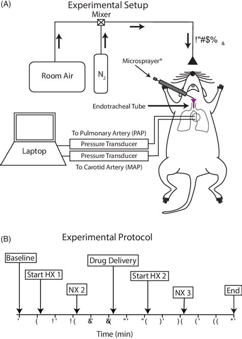 Experimental Design A Schematic Of The In Vivo Experimental Setup