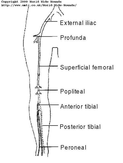 Lower Extremity Arterial Anatomy Ultrasound