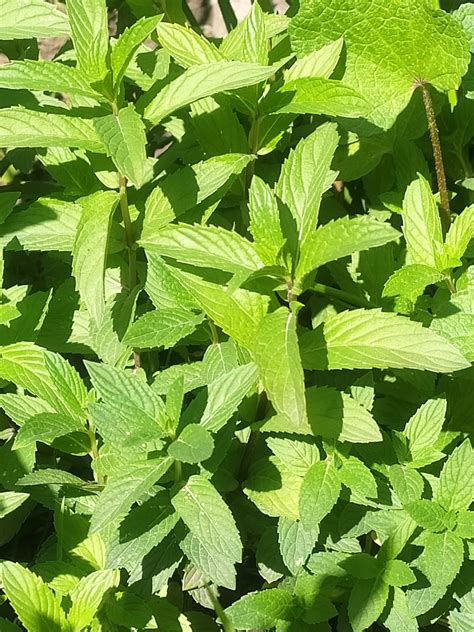 Mood Elevating Herbs – Hempress