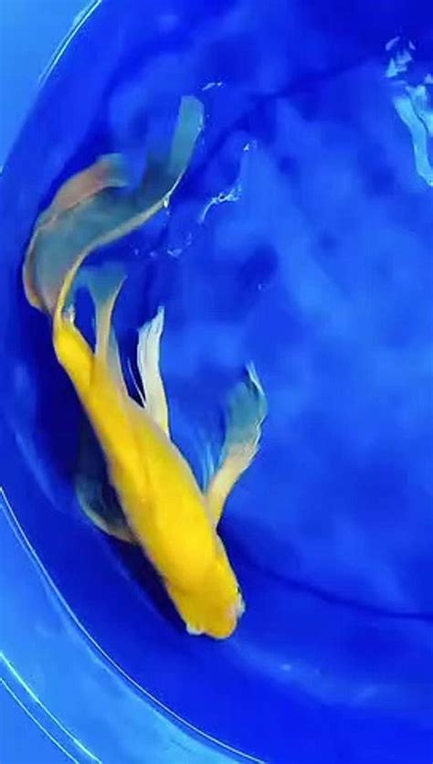 Ikan Koi Slayer