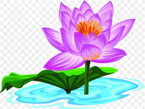 Nelumbo Nucifera Cartoon PNG 1000x751px Nelumbo Nucifera Aquatic