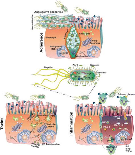 The Steps Model Of Eaec Pathogenesis Three Major Features Of Eaec