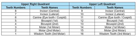 Teeth Numbers And Names Chart Of Adult Teeth Rodeo Dental