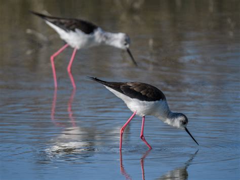 la mancha wetlands living lakes network