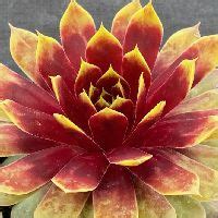 Giant Gold Mine Hens And Chicks Natorp S Online Plant Store