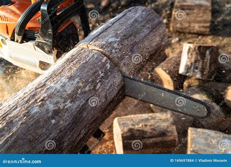 Man Is Sawing A Log With A Chainsaw Stock Photo Image Of Cutting