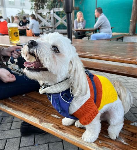 50+ Dog-Friendly Patios in Nashville | Nashville Guru