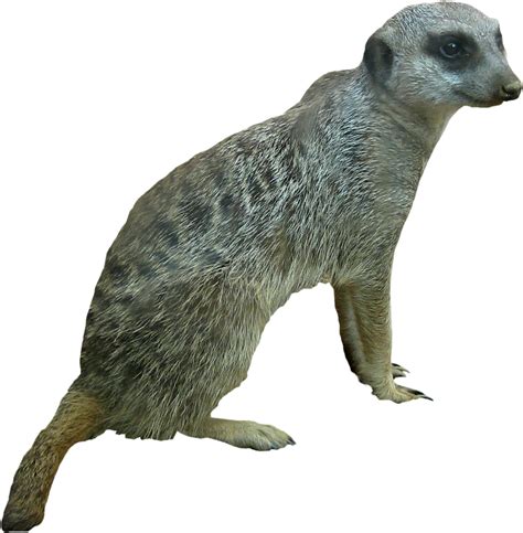 Meerkat Png Images 100