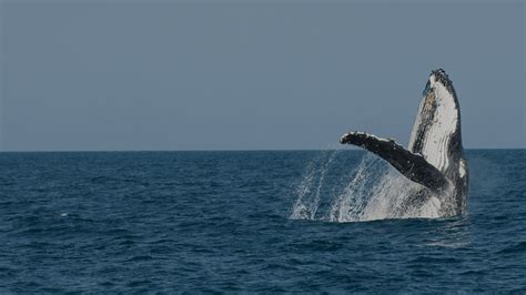 Humpback Whale - Great Barrier Reef Foundation