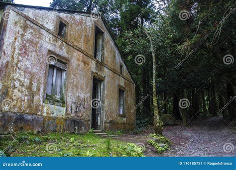 Abandoned house in forest stock image. Image of building - 116185727