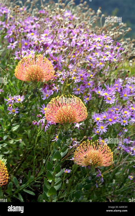 Pincushion Proteas With Purple Daisy Like Flowers Behind Stock Photo