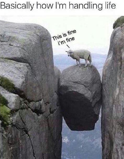 Hilarious Goat Memes Will Have You Laughing All Day | Sheep, Mountain ...