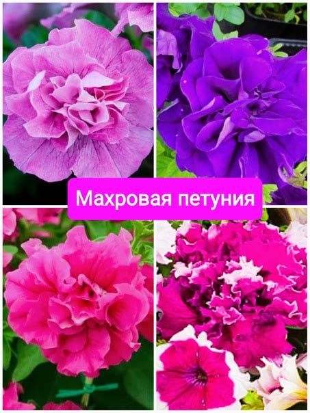 Наконец то я рассадила махровую петунию по отдельным стаканчикам ...