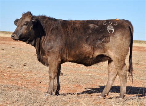 Braunvieh Bred Heifers For Sale Tx Diamond H Rach