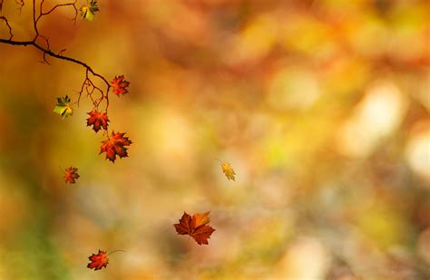 Wallpaper Sunlight Leaves Nature Branch Yellow Blossom Tree