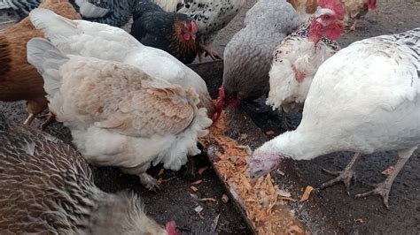 Щось сталось зі свинкою😲😲😲.Ранкова поранка.Західна частина України ...