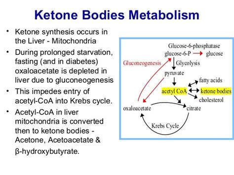 Metabolism of ketone bodies