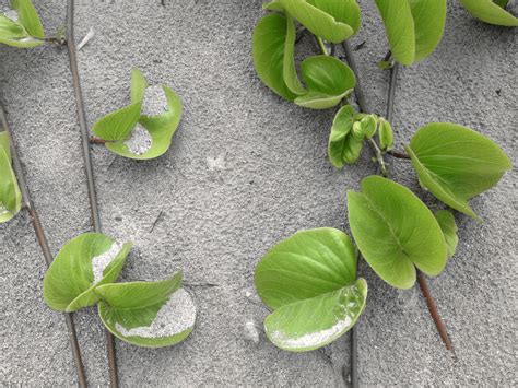 Безплатна снимка : клон, растение, листо, цвете, храна, продукция ...