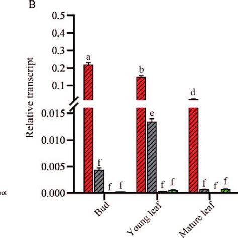 Spatiotemporal Expression Patterns Of Csdfr Genes In C Sinensis Based