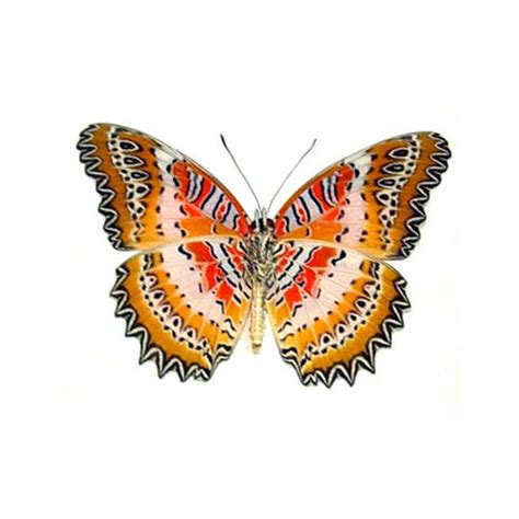 Red Lacewing Butterfly