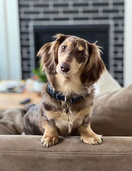 Past Puppies Hot Diggity Doxies