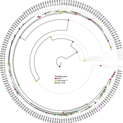 Majority Rule Consensus Phylogenetic Tree Resulting From Bayesian