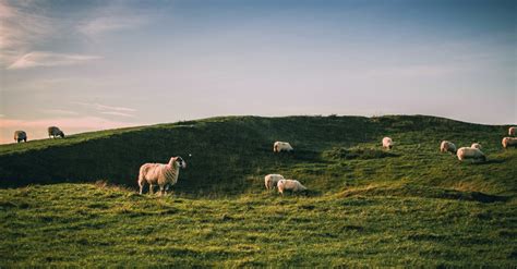 How Are We All Like Sheep That Have Gone Astray Isaiah 536