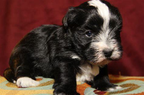 Oreo-Baby | Just Reed & Play