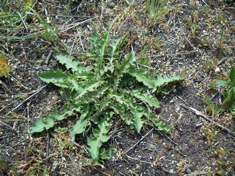 rush skeletonweed invasive species council  british columbia