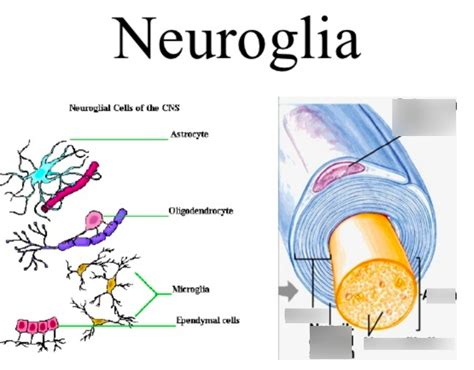 Anatomy Of Neuroglia Diagram Quizlet