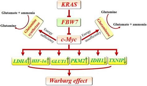 The Interaction Between C Myc And Main Proliferative Signaling Pathways