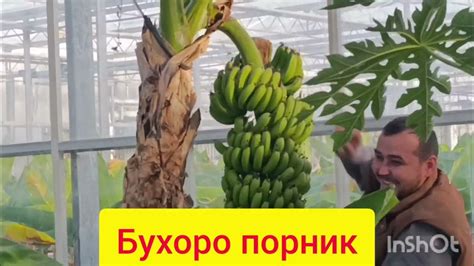 БУХОРО ПОРНИК - YouTube