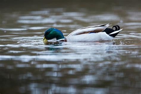 Birds Mute Swan Swans Cygnus Olor Stock Image Image Of London