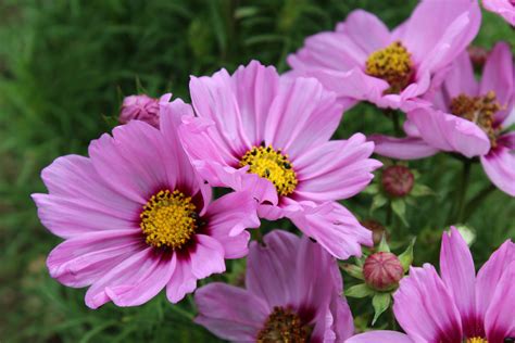 Cosmos Sonata Pink Blush Premium Kings Seeds Direct