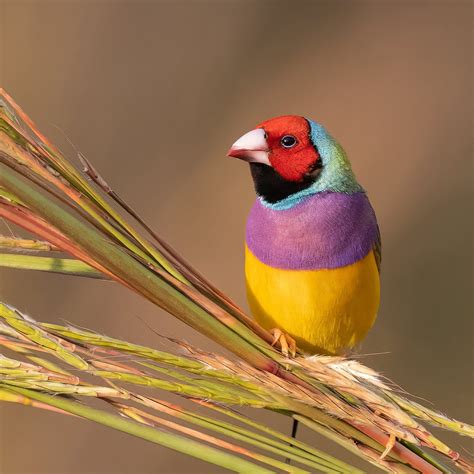 Gouldian Finch Care Guide: Breeding, Prices, Lifespan And