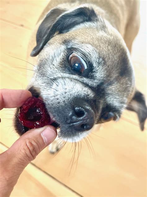 Can Dogs Eat Cherries? - One Hundred Dollars a Month