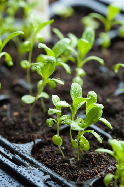 seedling plants growing in germination plastic tray | Troy's Tropics ...