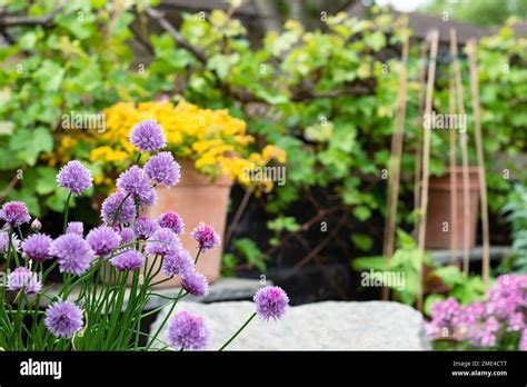Purple Flowers Of Chives Scientific Name Allium Schoenoprasum Blooms