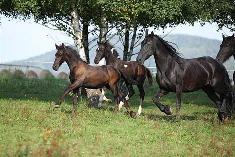 10+ Chestnut Friesian Horse Horse Herd Stock Photos, Pictures & Royalty ...