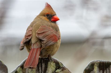 Ohio State Bird: Pictures, and Fun Facts I TheBirdPedia