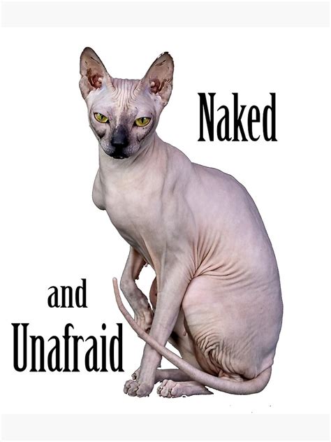 Hairless Cat Naked And Unafraid Gift For Sphynx Cat Lovers Poster By Ipopit Redbubble