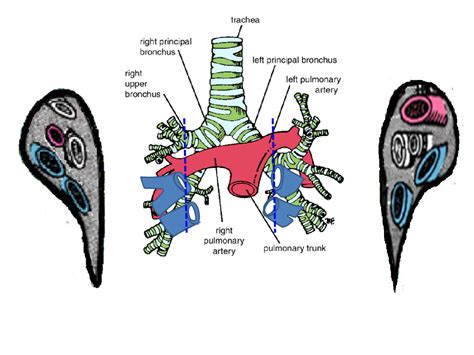 Lung Hilar Anatomy Anatomy Lungs Pptx