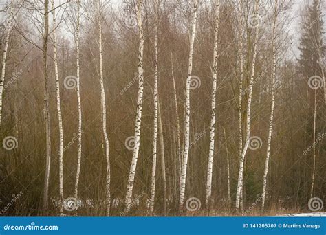 Naked Birch Trees In Heavy Mist In Countryside Stock Image Image Of Birch Reflection